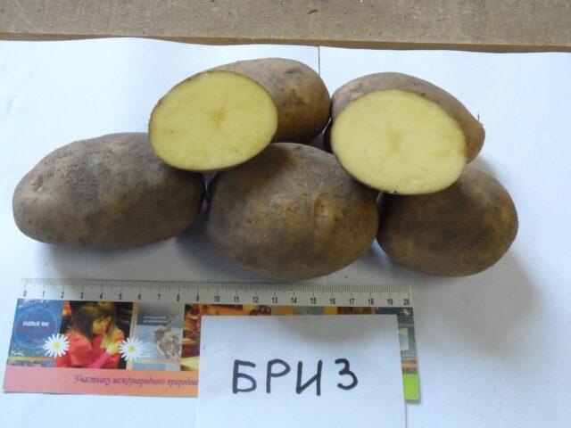 Potato cancer: a photo, what it looks like, what is dangerous for humans