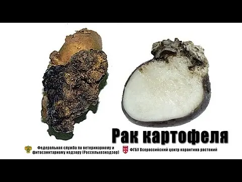 Potato cancer: a photo, what it looks like, what is dangerous for humans