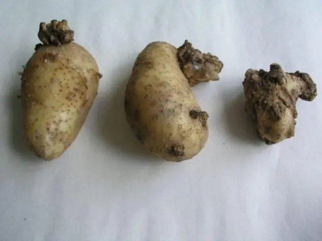 Potato cancer: a photo, what it looks like, what is dangerous for humans