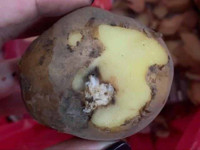 Potato cancer: a photo, what it looks like, what is dangerous for humans