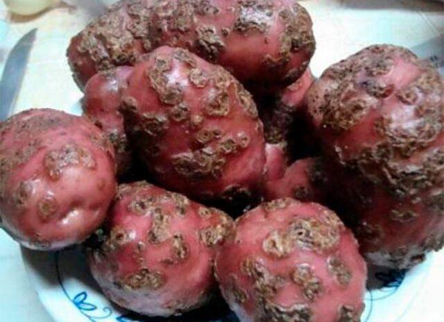 Potato cancer: a photo, what it looks like, what is dangerous for humans