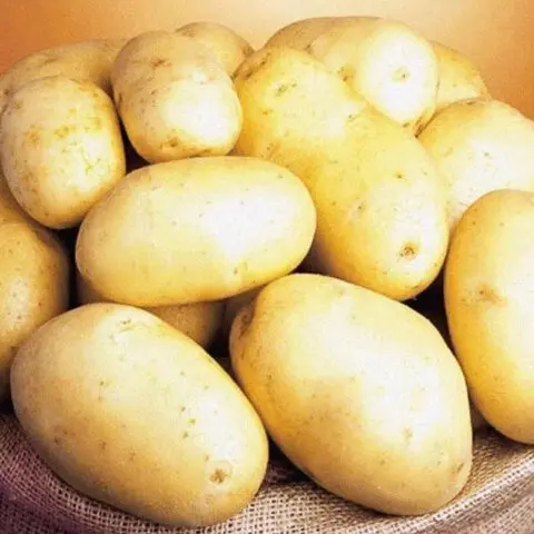 Potato cancer: a photo, what it looks like, what is dangerous for humans