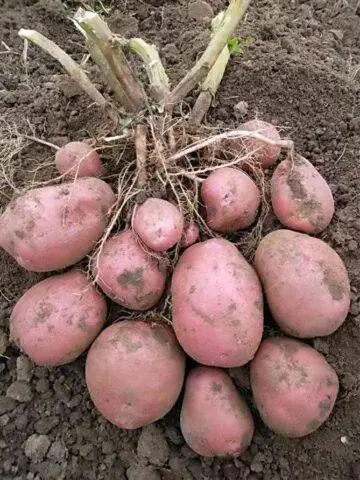 Potato cancer: a photo, what it looks like, what is dangerous for humans