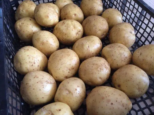 Potato cancer: a photo, what it looks like, what is dangerous for humans