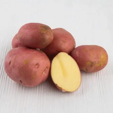 Potato cancer: a photo, what it looks like, what is dangerous for humans