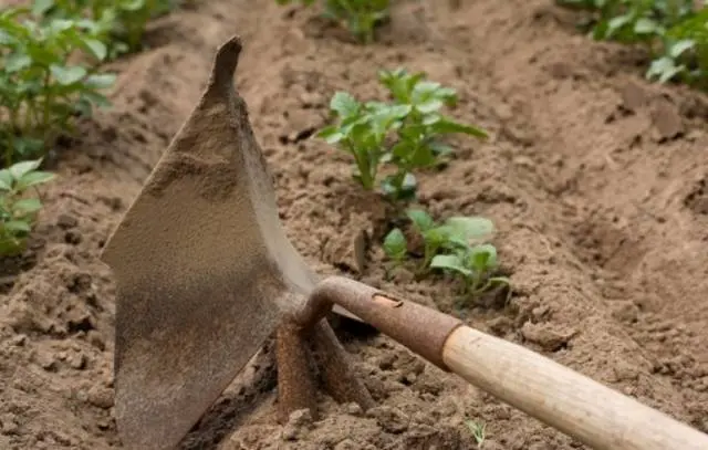 Potato Colette: characteristics, planting and care