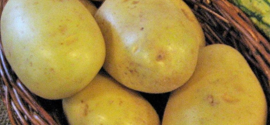 Potato Colette: characteristics, planting and care