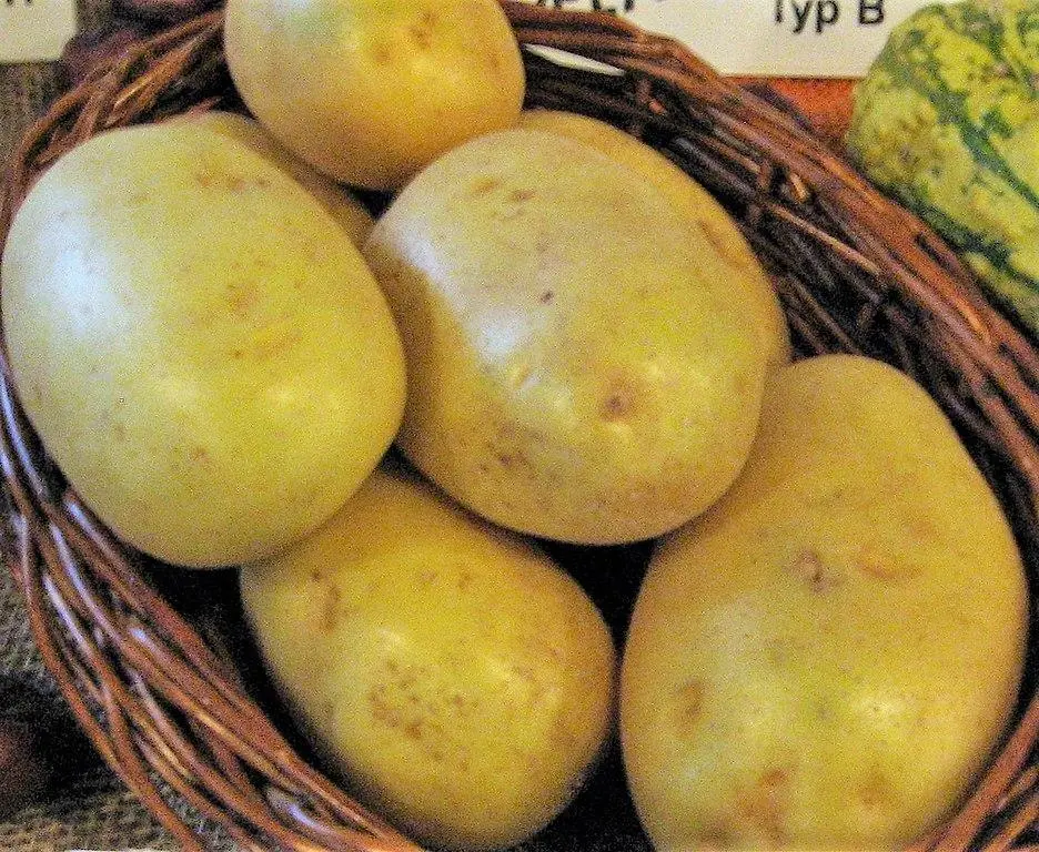 Potato Colette: characteristics, planting and care