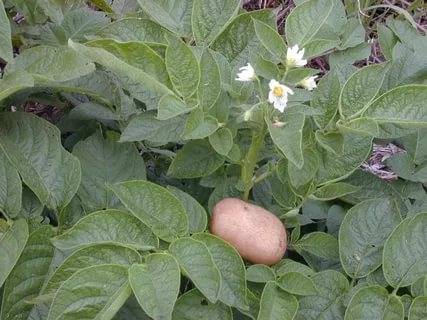 Potato Colombo: variety description, photos, reviews