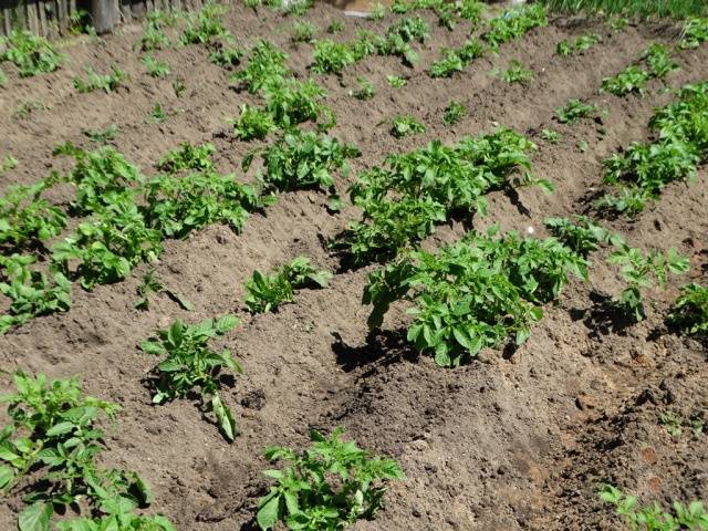 Potato Courage: characteristics, planting and care