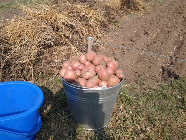 Potato Courage: characteristics, planting and care