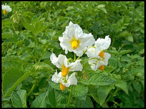 Potato Courage: characteristics, planting and care