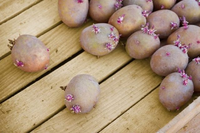 Potato Deva: variety description, reviews