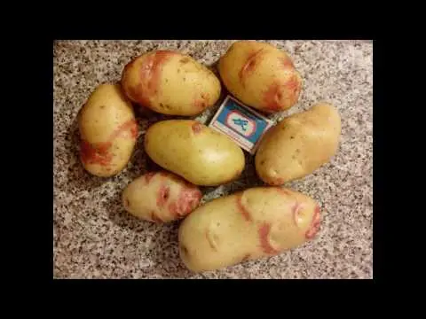 Potato Deva: variety description, reviews