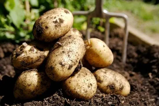 Potato diseases and control