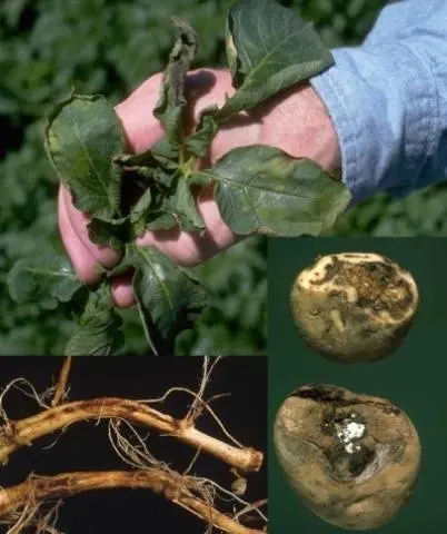 Potato diseases and control