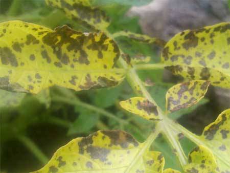 Potato diseases and control