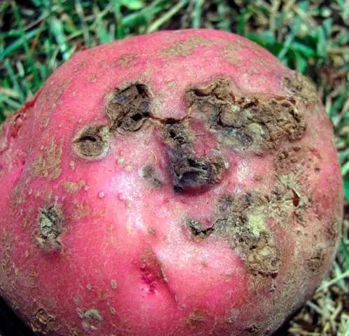 Potato diseases and control