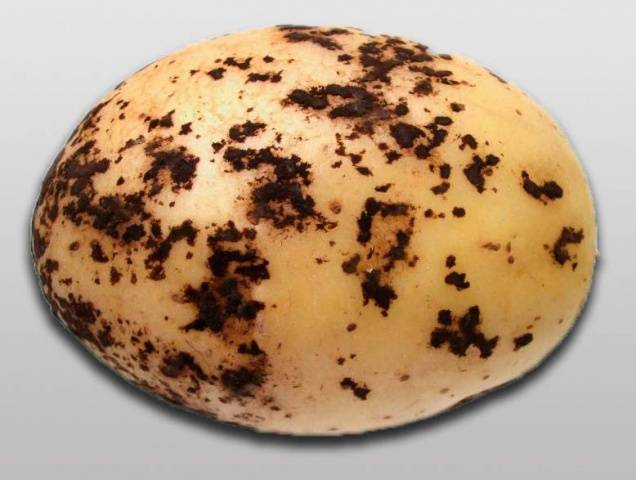 Potato diseases and control