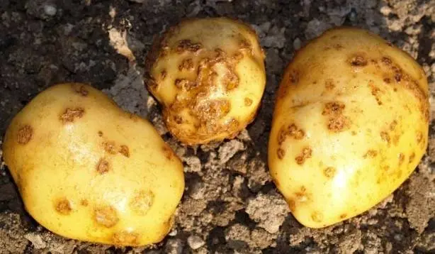 Potato diseases and control