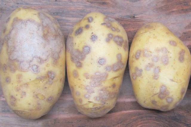 Potato diseases and control