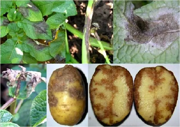 Potato diseases and control