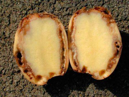 Potato diseases and control