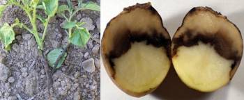 Potato diseases and control