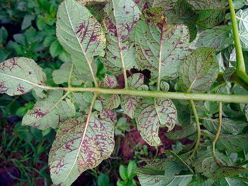 Potato diseases and control