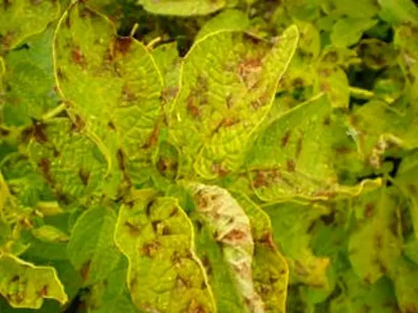 Potato diseases and control