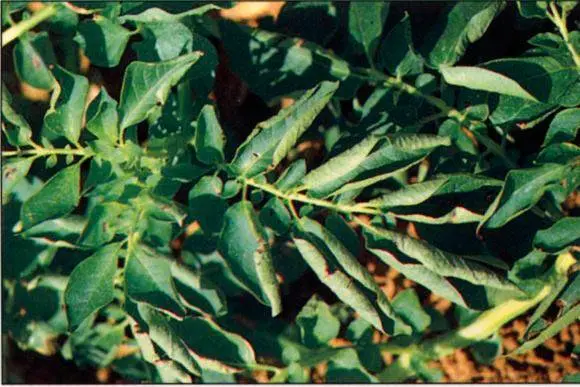 Potato diseases and control