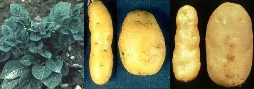 Potato diseases and control