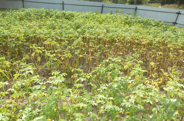 Potato diseases and control