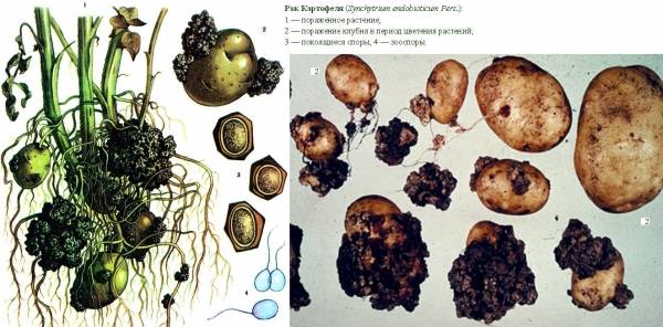 Potato diseases and control