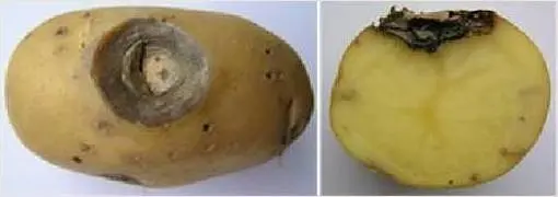 Potato diseases and control