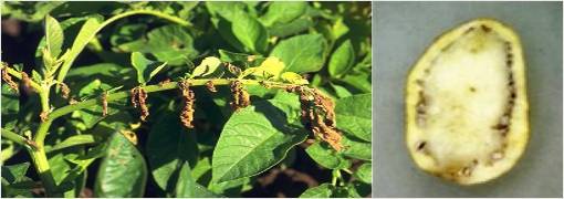 Potato diseases and control