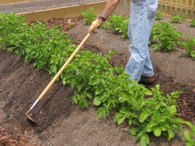 Potato fertilizer Fertik: instructions for use, composition