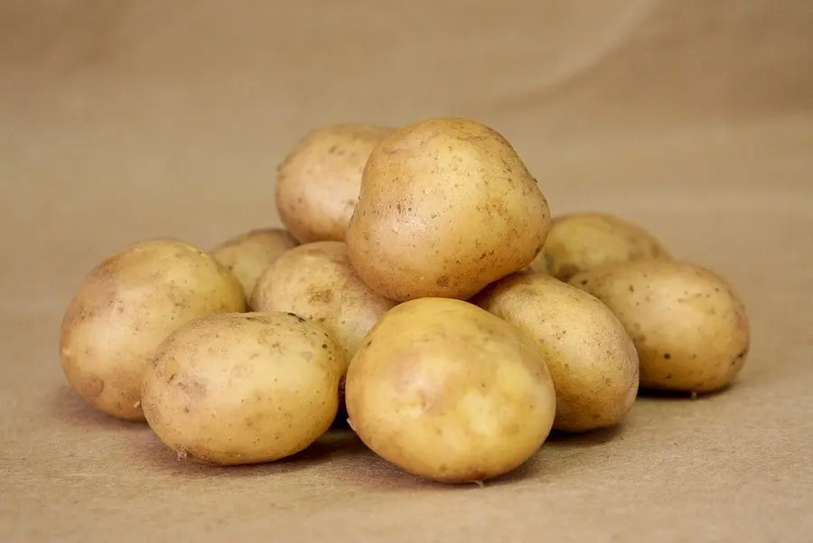 Potato Gala - growing a productive early ripe variety