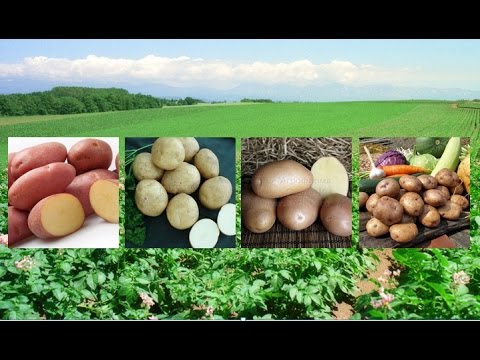 Potato Gala - growing a productive early ripe variety