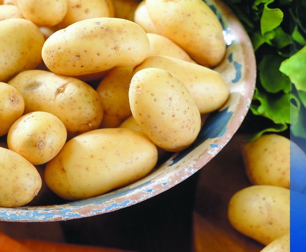 Potato Gala - growing a productive early ripe variety