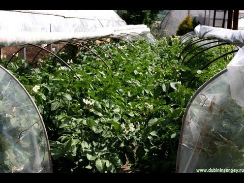 Potato Gala - growing a productive early ripe variety