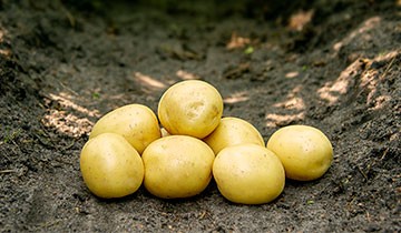 Potato Gala &#8211; growing a productive early ripe variety