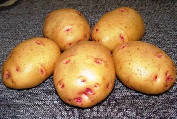 Potato Giant