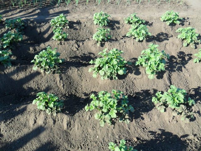 Potato Gourmet: variety description, photo