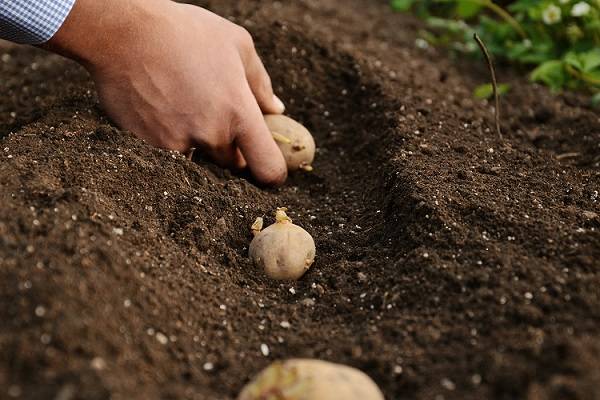 Potato Gulliver