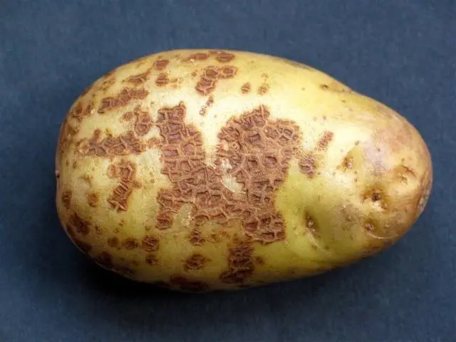 Potato Gulliver