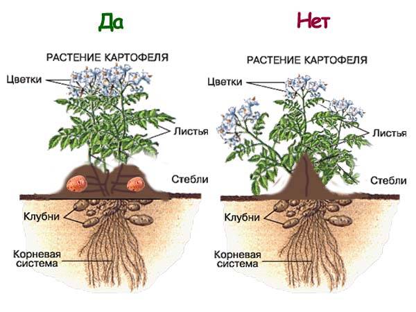 Potato Handsome: characteristics, planting and care