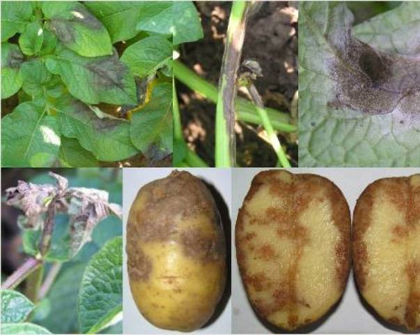 Potato Handsome: characteristics, planting and care