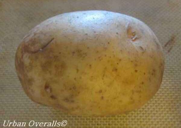 Potato Handsome: characteristics, planting and care