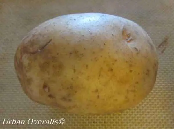 Potato Handsome: characteristics, planting and care